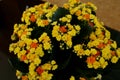 Vase with colorful yellow and orange flowers. Dark green leaves. Home decoration.