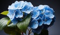 Blue Hydrangea Flowers in Vase on Table Royalty Free Stock Photo