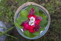 Vase is filled with water and decorated with green leaves and beautiful flowers in tropical garden. Ubud, island Bali, Indonesia Royalty Free Stock Photo