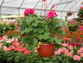 Vase with flowers geraniums for sale in the greenhouse