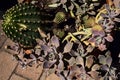 Vase full of succulent plants seen from above