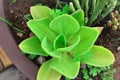 Echeveria pallida in the vase in the garden