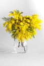 Vase of glass with branches of a mimosa on a white background