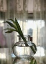 vase glass flower shadow reflection indoor window