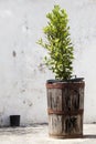 Vase with laurel tree. Grunge vintage background. Royalty Free Stock Photo