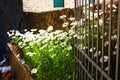 Vase of many white daisies at the entrance on the wall of a rustic gate in the countryside