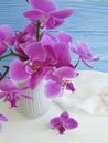 Vase orchid flower on wooden background elegance congratulation, blue, fresh, spring