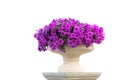 Vase of petunia flowers Royalty Free Stock Photo