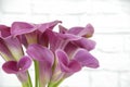 Vase of pink calla lily flowers arranged in aclear vase Royalty Free Stock Photo