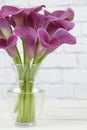 Vase of pink calla lily flowers arranged in aclear vase Royalty Free Stock Photo