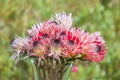 Vase with protea flowers