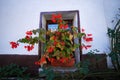 vase of red begonias on the windowsill of a monastery Royalty Free Stock Photo