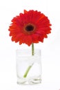 Vase of red Gerber Daisy Royalty Free Stock Photo