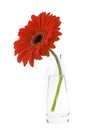 Vase of red Gerber Daisy Royalty Free Stock Photo