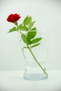 Vase with red rose in high key Royalty Free Stock Photo