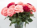 Vase of roses on white background