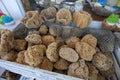 Vase Sponges in Tarpon Springs, Florida