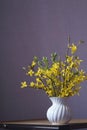 Spring yellow flowers - Forsythia Royalty Free Stock Photo