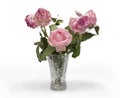 In a vase on a table wilted pink roses isolate after the holiday Royalty Free Stock Photo