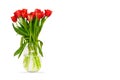 Vase with tulips is isolated on a white background. Bouquet of fresh red flowers in a glass jar. Spring flowers for Royalty Free Stock Photo