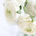 Vase of white rose wedding bouquet close up Royalty Free Stock Photo