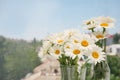 Vases with beautiful chamomile flowers, closeup Royalty Free Stock Photo