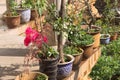 Vases with colored plants in the garden of the Yuantong Temple Royalty Free Stock Photo