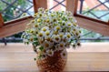 Vases of tiny daisy flower on window open look green space, romantic at home stay Da Lat, Vietnam Royalty Free Stock Photo