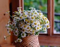 Vases of tiny daisy flower on window open look green space, romantic at home stay Da Lat, Vietnam Royalty Free Stock Photo