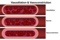 Vasodilation and vasoconstriction. Comparison of Blood vessels