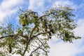 Vasp nests on the tree in the Amazon Rainforest, Manaos, Brazil Royalty Free Stock Photo