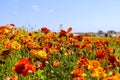 Vast acres of purple, pink, red and yellow flowers in the field with lush green leaves and stems at The Flower Fields Royalty Free Stock Photo