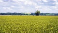 Vast agriculture field with green crops and grains in Poland Royalty Free Stock Photo