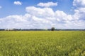 Vast agriculture field with green crops and grains in Poland Royalty Free Stock Photo