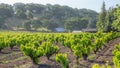 Verdantly Lush Vineyards First Light California