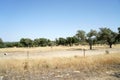 Vast arid area with few trees during the daytime