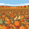 vast autumn pumpkin patch farm illustration Royalty Free Stock Photo