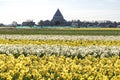 Vast bulb fields with different types of daffodils with the typical Engelbewaarderskerk in Lisse in the background Royalty Free Stock Photo