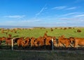 A vast cattle ranch with ear tagged cows