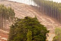 Vast clearcut Eucalyptus forest for timber harvest