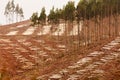 Vast clearcut Eucalyptus forest for timber harvest