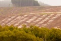 Vast clearcut Eucalyptus forest for timber harvest