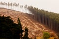 Vast clearcut Eucalyptus forest for timber harvest