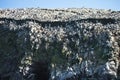 Vast colonies of Guany cormorant, Phalacocorax bougainvillii , on the cliff, Islas de Ballestas, Peru Royalty Free Stock Photo