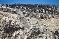 Vast colonies of Guany cormorant, Phalacocorax bougainvillii , on the cliff, Islas de Ballestas, Peru Royalty Free Stock Photo