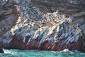 Vast colonies of Peruvian booby, Sula variegata, on the cliff, Islas de Ballestas, Peru Royalty Free Stock Photo