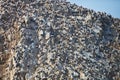 Vast colonies of Peruvian booby, Sula variegata, on the cliff, Islas de Ballestas, Peru Royalty Free Stock Photo