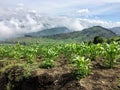 The vast corn fields in the hills of Guatemala, outside of Antigua. These fields are at the base of mount Acatenango, a dormant