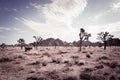 Vast desert landscape adorned with Joshua trees and flourishing bushes in California Royalty Free Stock Photo