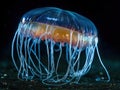 Glowing jellyfish in dark void Royalty Free Stock Photo